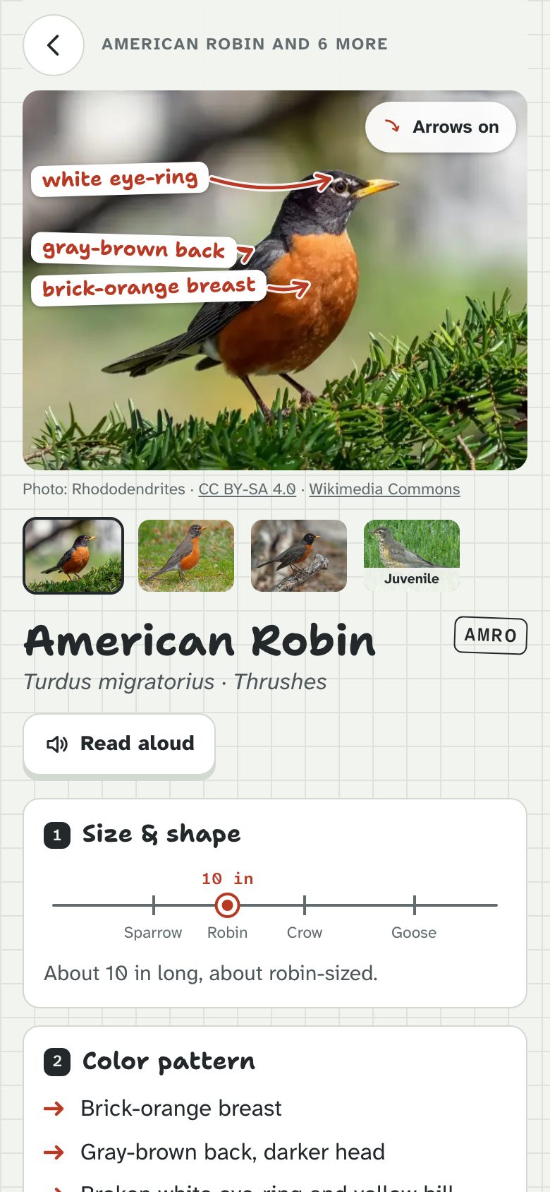 A bird’s page: an American Robin with arrows on the photo pointing at its field marks