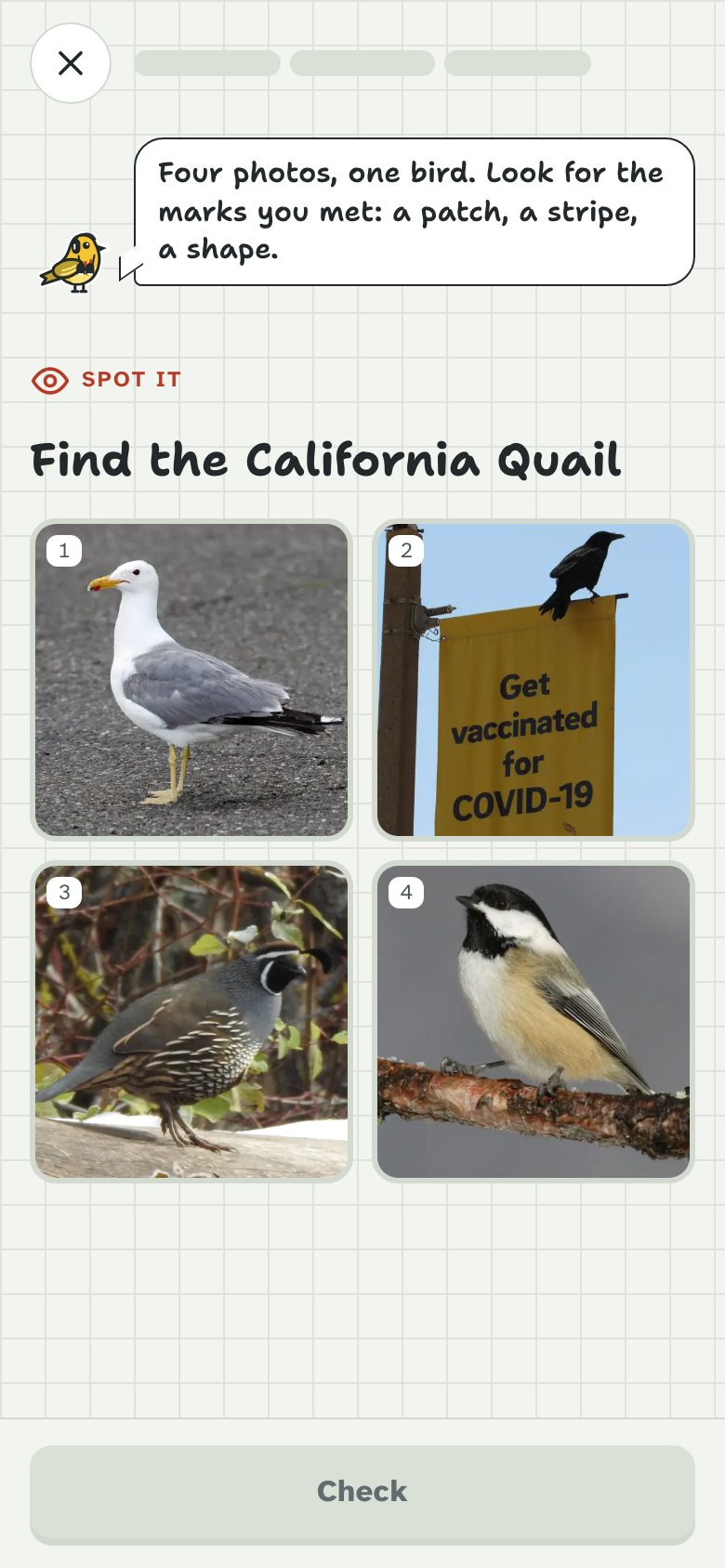 A Spot it question: four photos, one bird, matched to its field marks